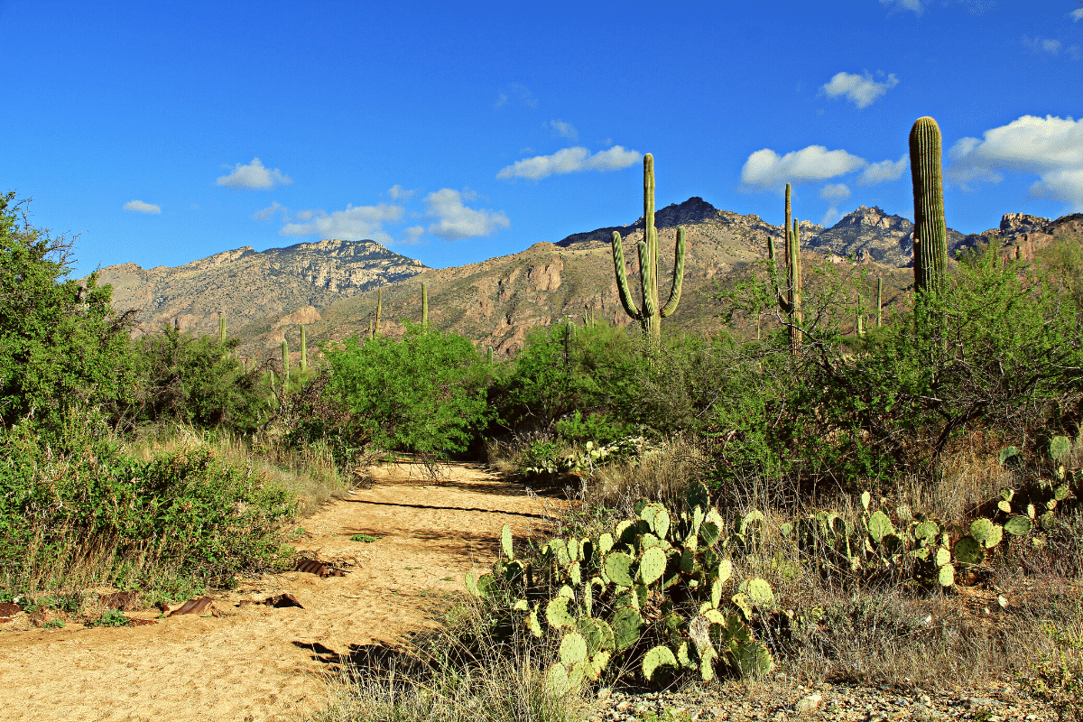Scrap Phoenix This Year and Hike in Tucson